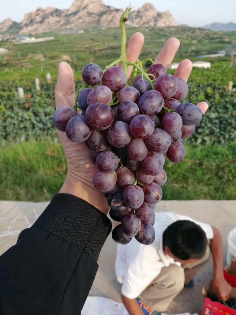 【热销】山东玫瑰香葡萄苗，南北方种植盆栽地栽爬藤包成活率