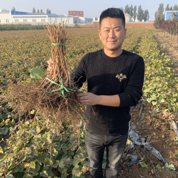 【热销】山东玫瑰香葡萄苗，南北方种植盆栽地栽爬藤包成活率