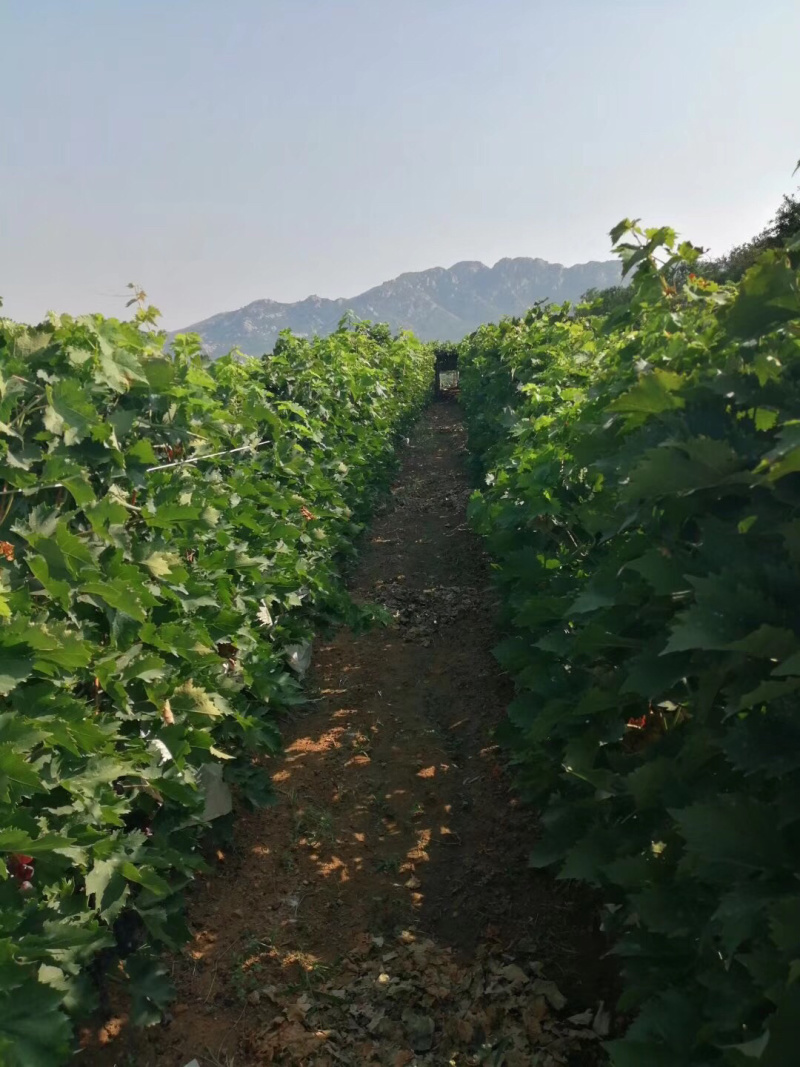 【热销】山东玫瑰香葡萄苗，南北方种植盆栽地栽爬藤包成活率