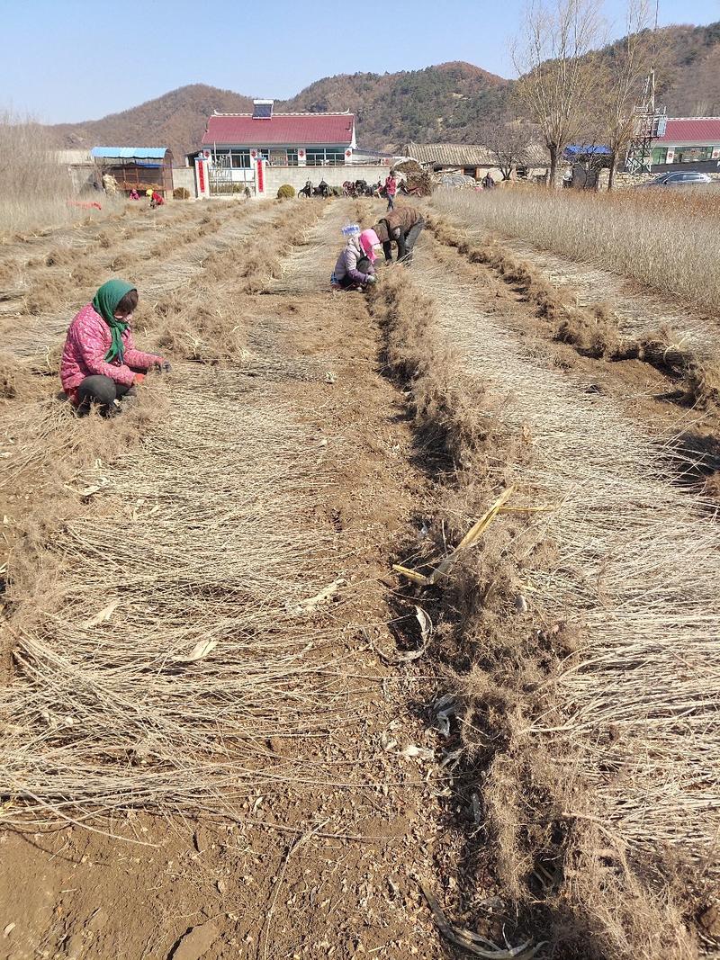大量批发水腊播种苗绿篱夹植水腊苗产地一手货源