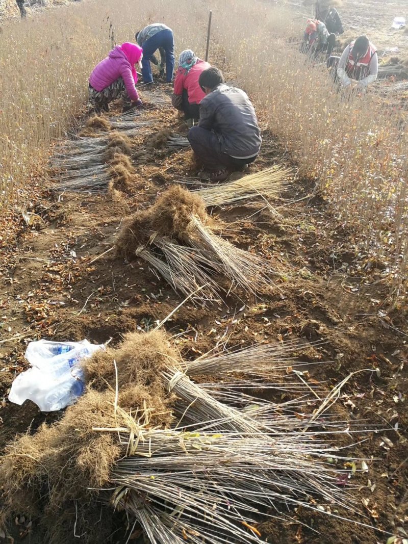 大量批发水腊播种苗绿篱夹植水腊苗产地一手货源
