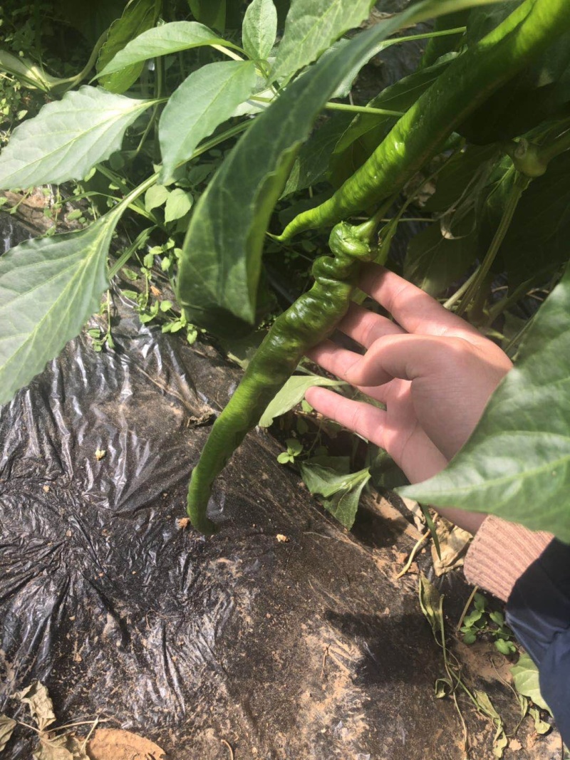 精品螺丝椒（陇椒）产地直发实图拍摄极速发货