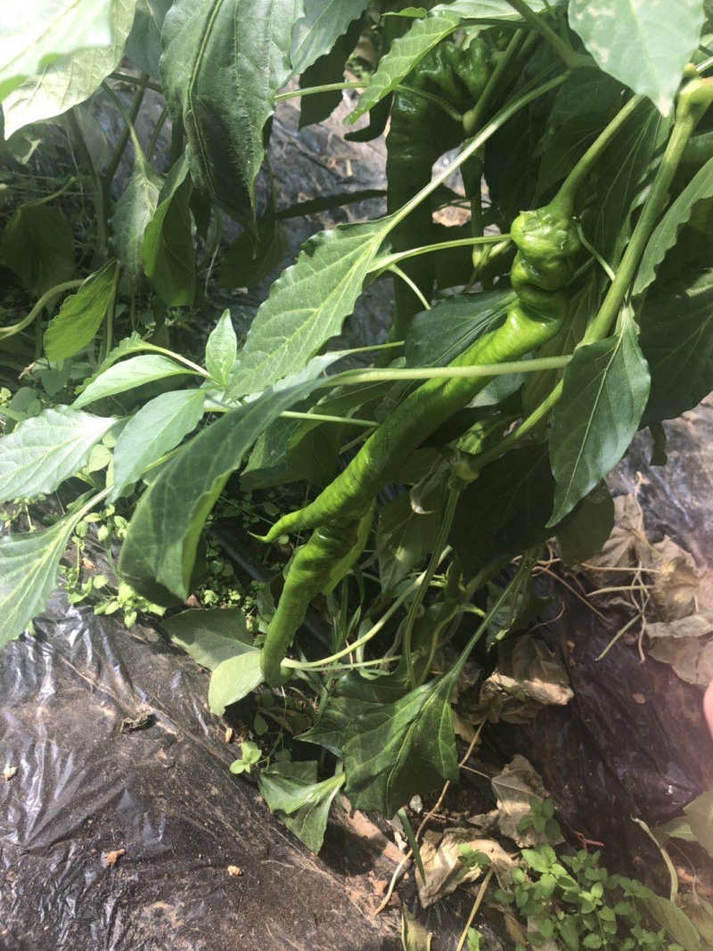 精品螺丝椒（陇椒）产地直发实图拍摄极速发货