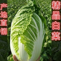 湖北精品黄心白菜，产地直销，大量供应市场，电商