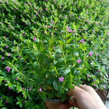 满天星绿化工程苗满天星苗开花植物绿化工程苗木好养基地直销