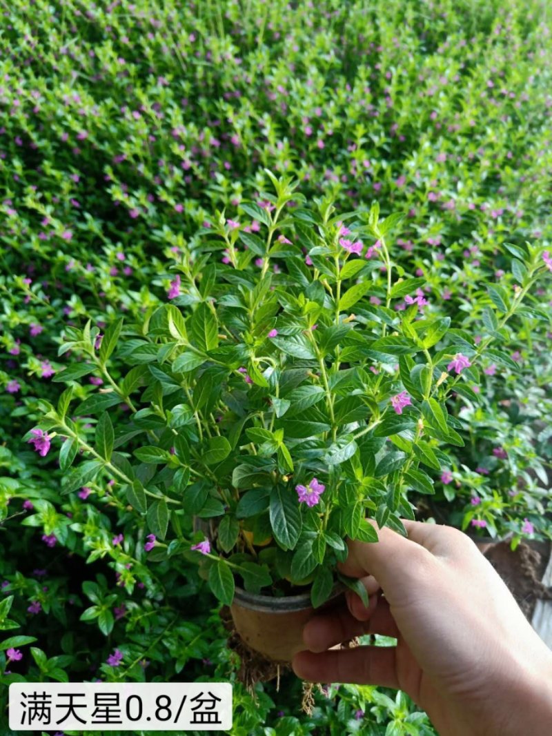 满天星绿化工程苗满天星苗开花植物绿化工程苗木好养基地直销