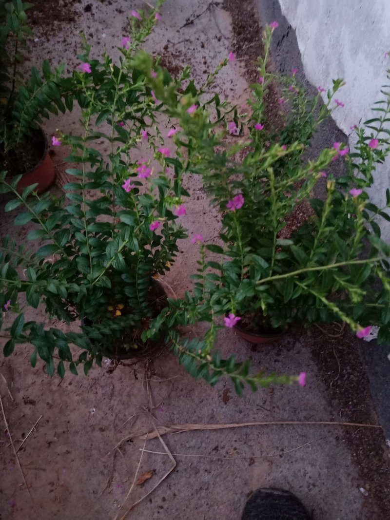 满天星绿化工程苗满天星苗开花植物绿化工程苗木好养基地直销