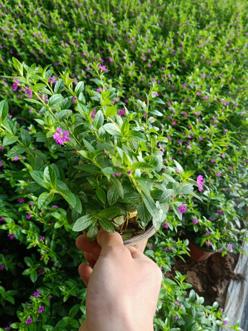 满天星绿化工程苗满天星苗开花植物绿化工程苗木好养基地直销