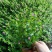 满天星绿化工程苗满天星苗开花植物绿化工程苗木好养基地直销