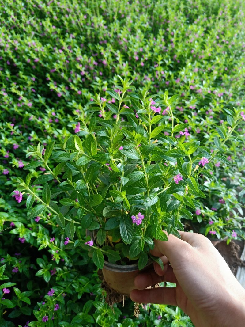满天星绿化工程苗满天星苗开花植物绿化工程苗木好养基地直销