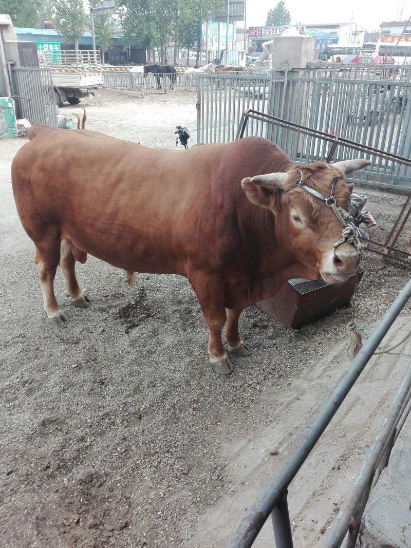 肉驴，德州驴，改良驴，小驴驴苗，乌头驴大小都有