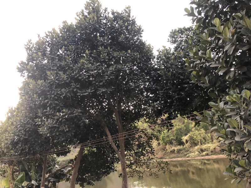 高明个人鱼塘用地转让