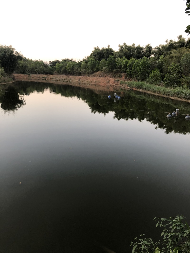 高明个人鱼塘用地转让
