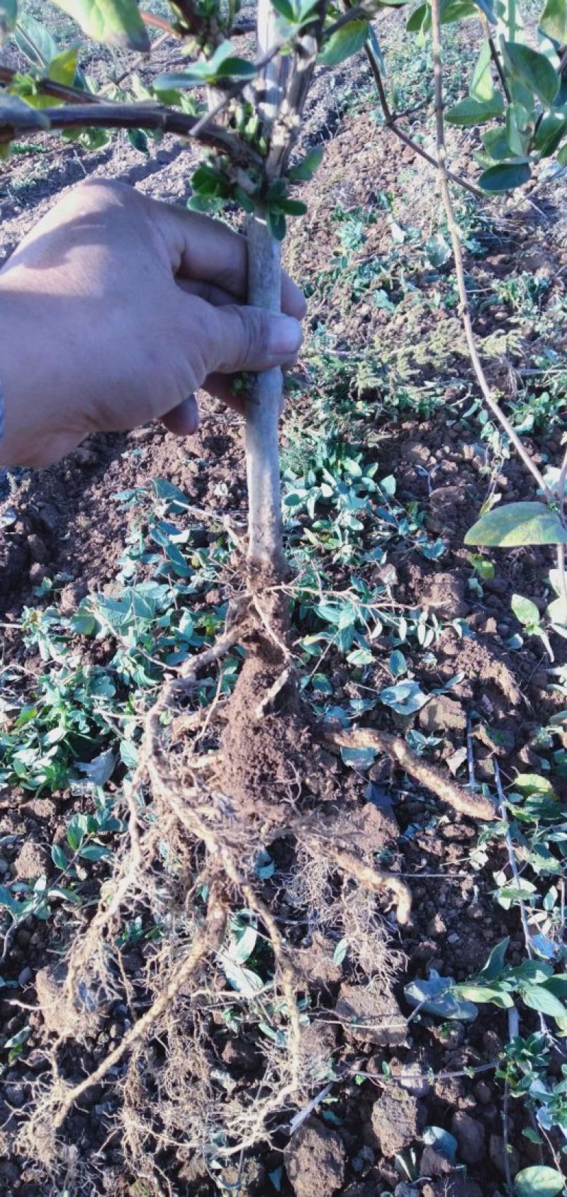 金银花山东金银花种植基地