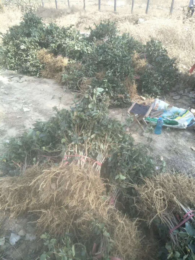 金银花山东金银花种植基地