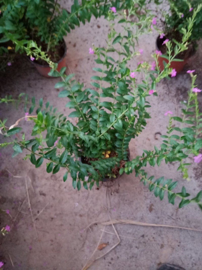 满天星绿化工程苗满天星苗开花植物绿化工程苗木好养基地直销