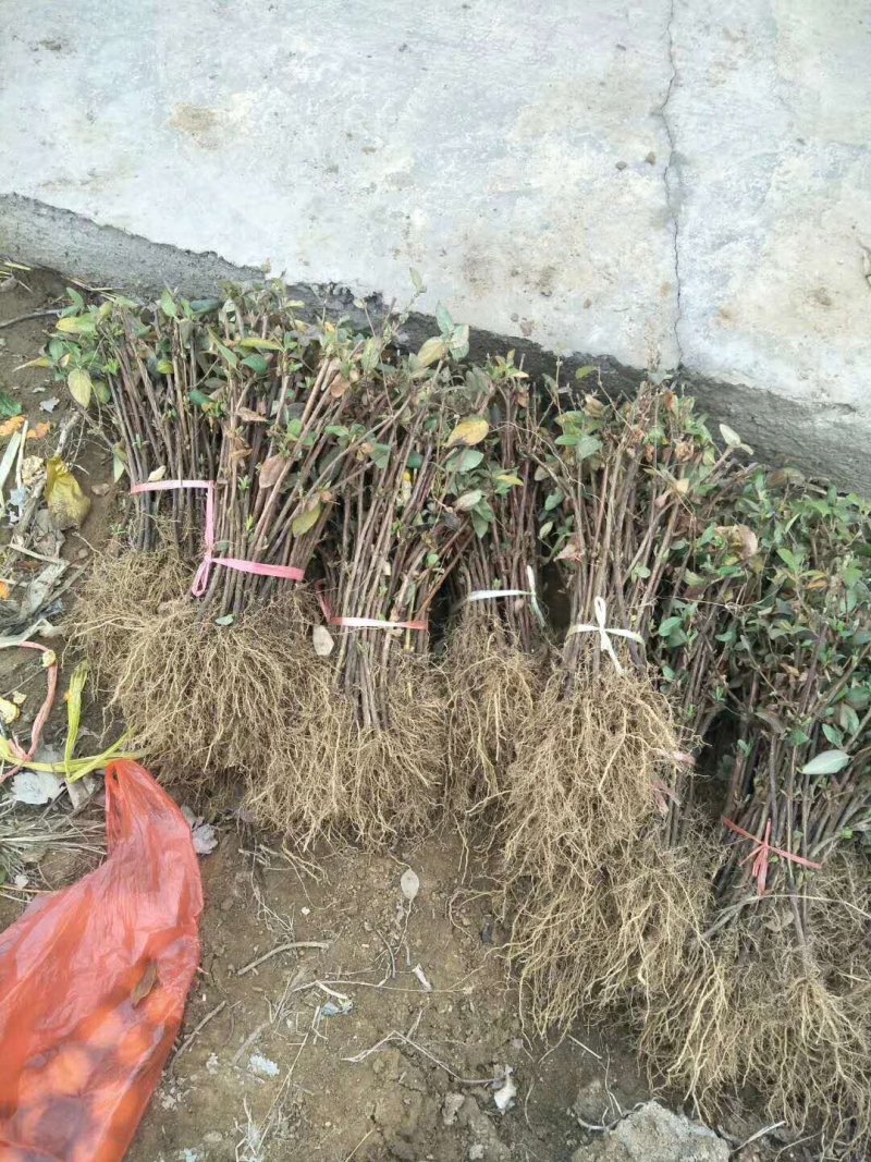 金银花山东金银花种植基地