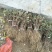 金银花山东金银花种植基地