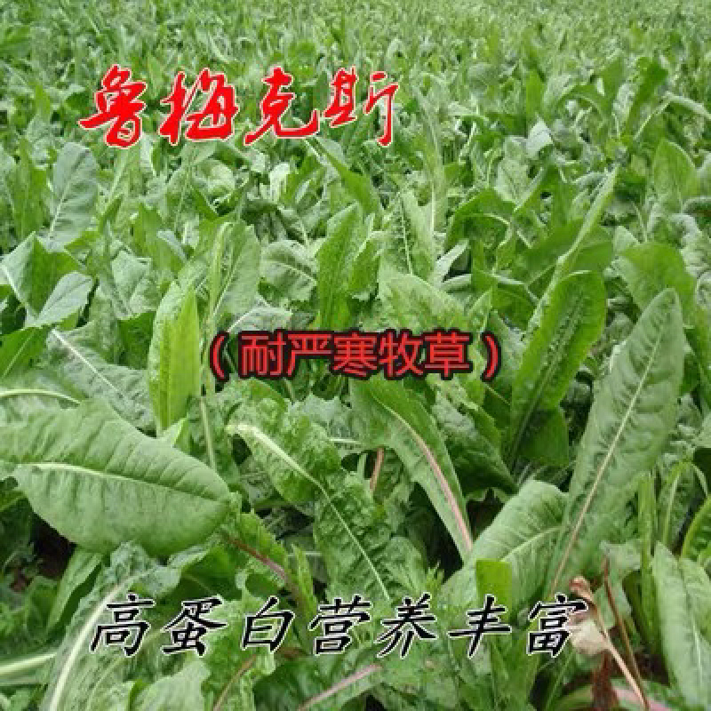 进口鲁梅克斯种子多年生四季常青鸡鸭鹅鱼兔牧草种子