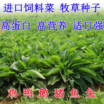 进口鲁梅克斯种子多年生四季常青鸡鸭鹅鱼兔牧草种子