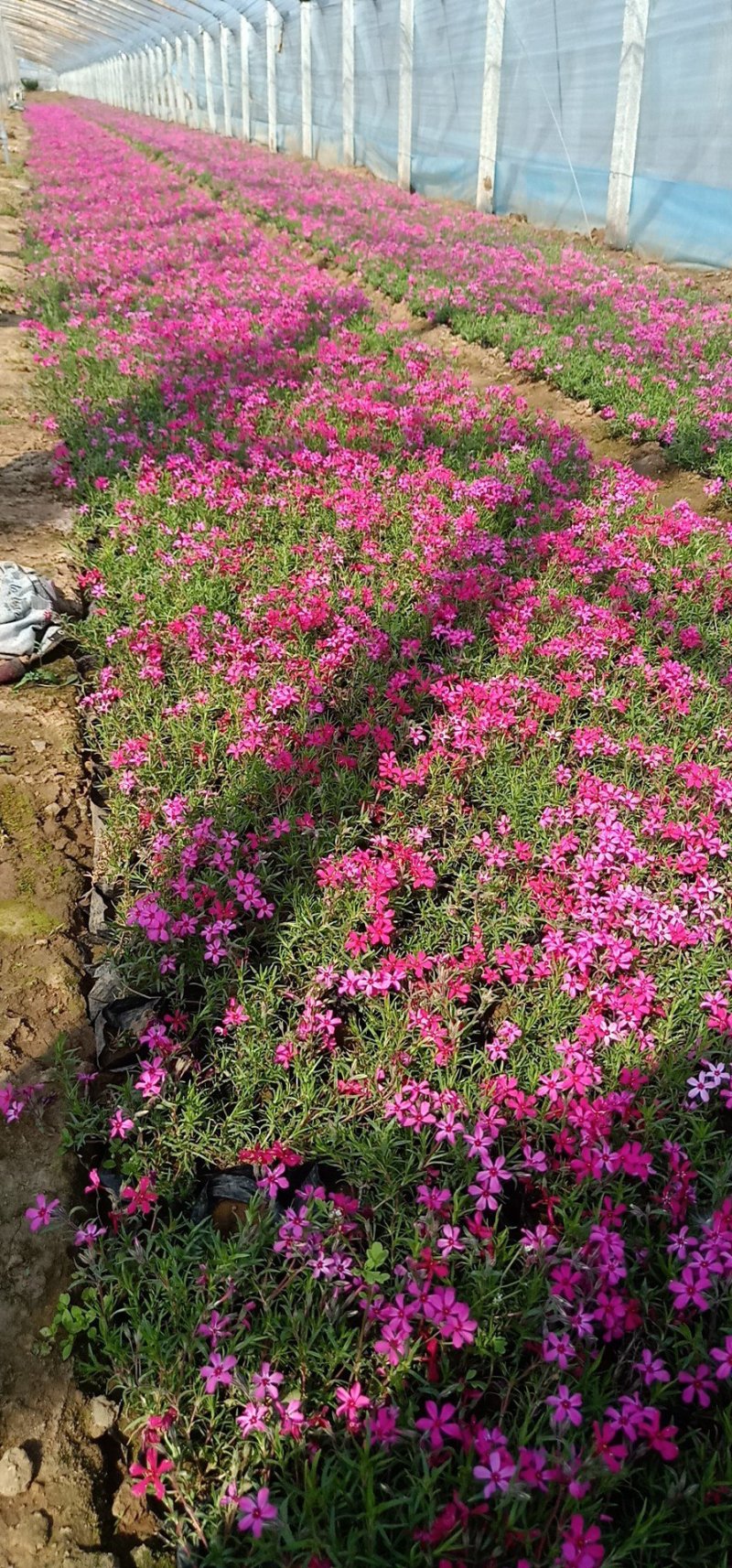 芝樱苗福禄考基地直供量大从优技术支持