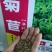欧洲进口大叶将军菊苣种子鸡鸭鹅鱼兔牛羊牧草种子草籽