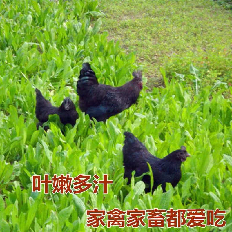 欧洲进口大叶将军菊苣种子鸡鸭鹅鱼兔牛羊牧草种子草籽