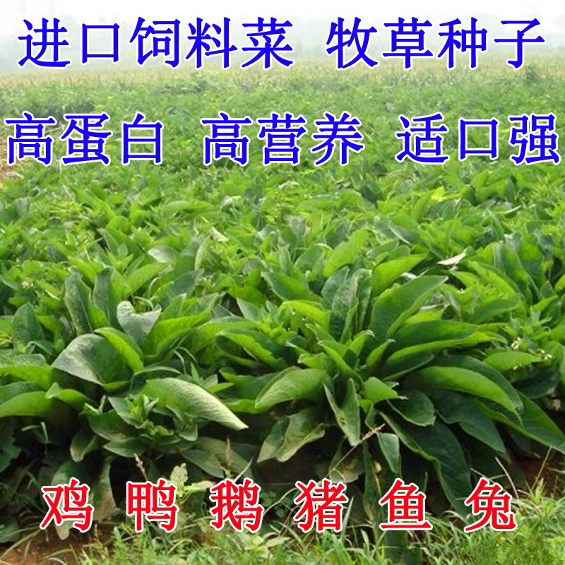 欧洲进口大叶将军菊苣种子鸡鸭鹅鱼兔牛羊牧草种子草籽