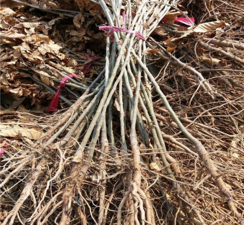 嫁接板栗树苗节节红板栗苗承德板栗苗南方北方种植