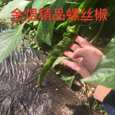 精品螺丝椒（陇椒）产地直发实图拍摄极速发货