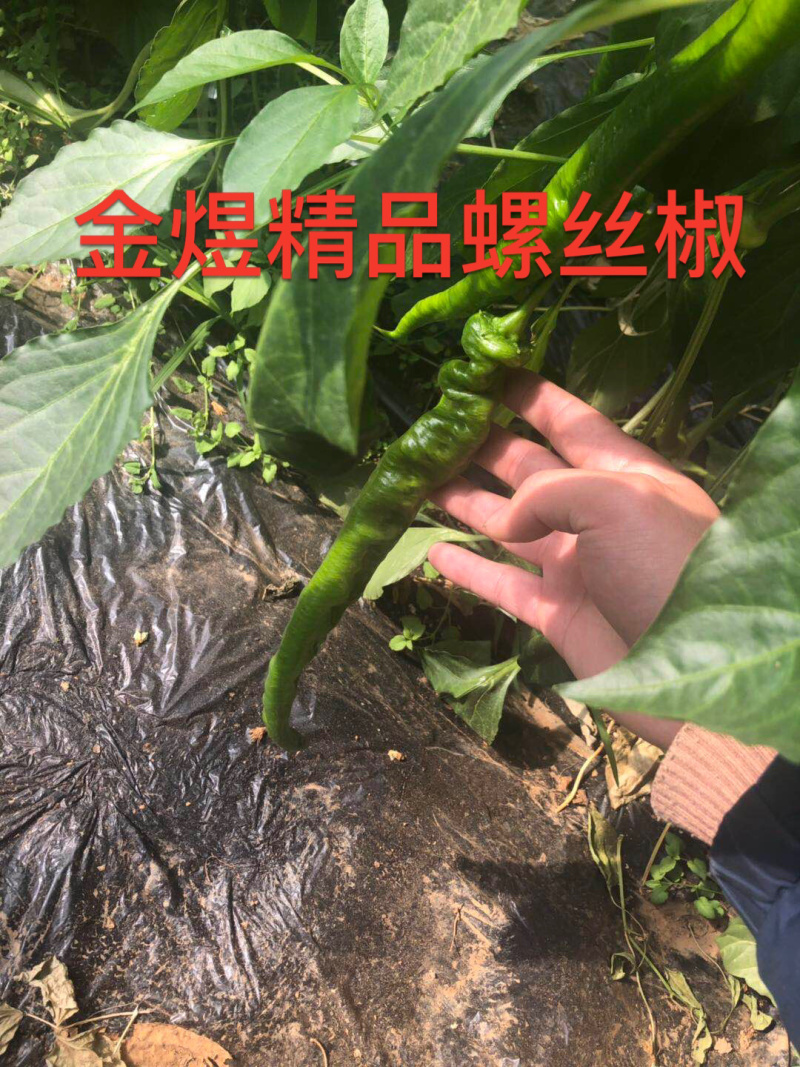 精品螺丝椒（陇椒）产地直发实图拍摄极速发货