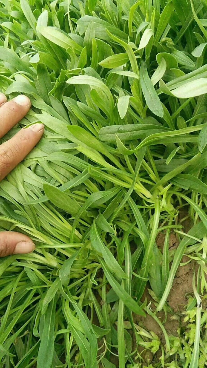 面条菜，大量现货，基地供应