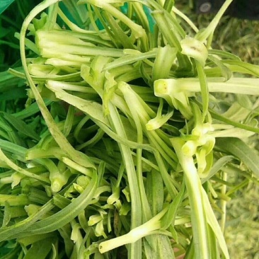 面条菜，大量现货，基地供应