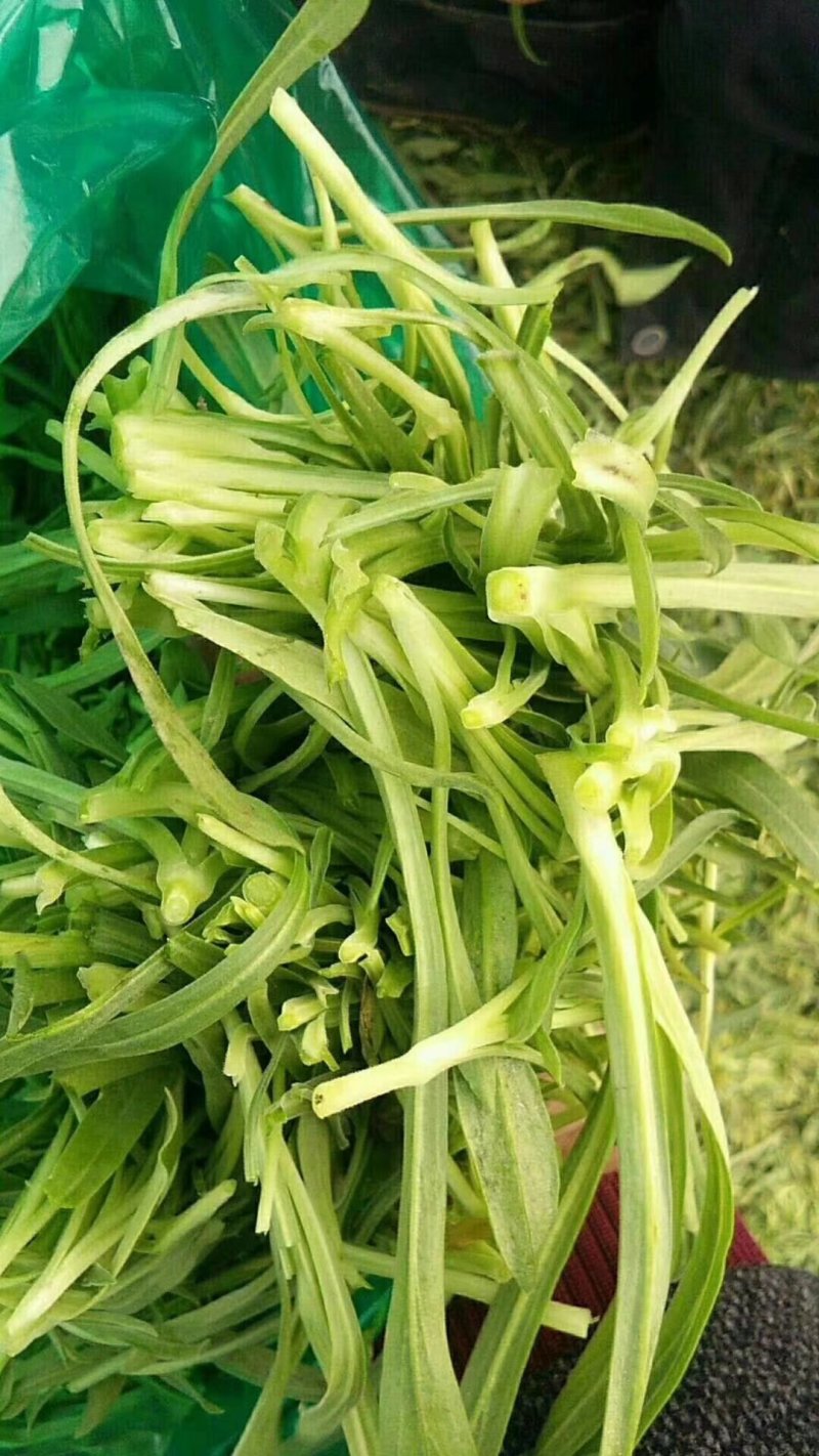 面条菜，大量现货，基地供应