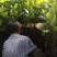 泰国红肉菠萝蜜树苗。红肉菠萝蜜