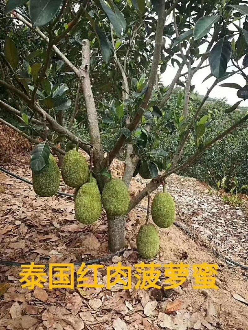 泰国红肉菠萝蜜树苗。红肉菠萝蜜