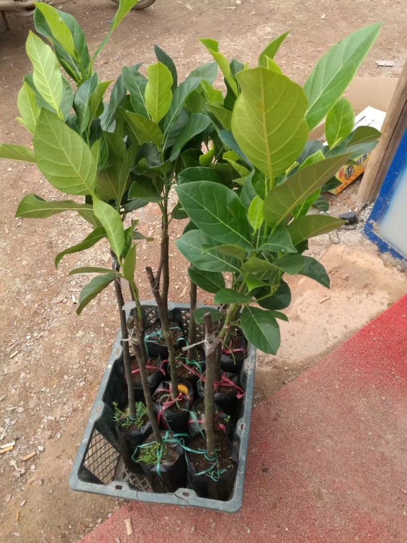 泰国红肉菠萝蜜树苗。红肉菠萝蜜