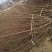 桃树2cm以下0.5~1米基地直供