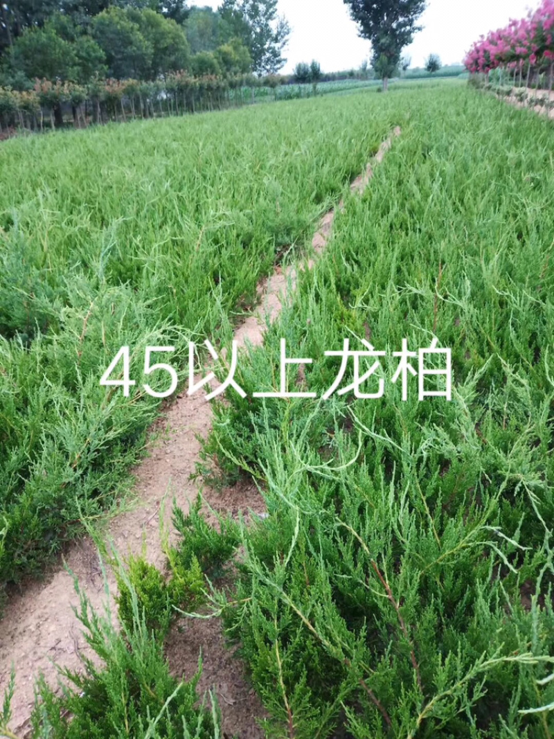 龙柏小龙柏龙柏杯苗龙柏树