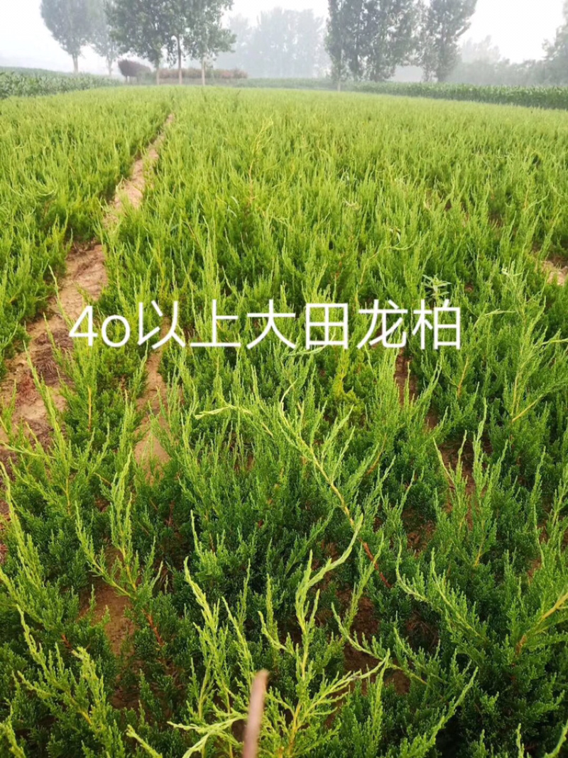 龙柏小龙柏龙柏杯苗龙柏树
