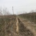 精品紫薇紫薇3-20公分基地之销看货打号