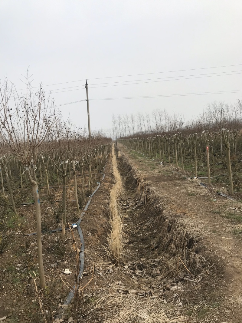 精品紫薇紫薇3-20公分基地之销看货打号