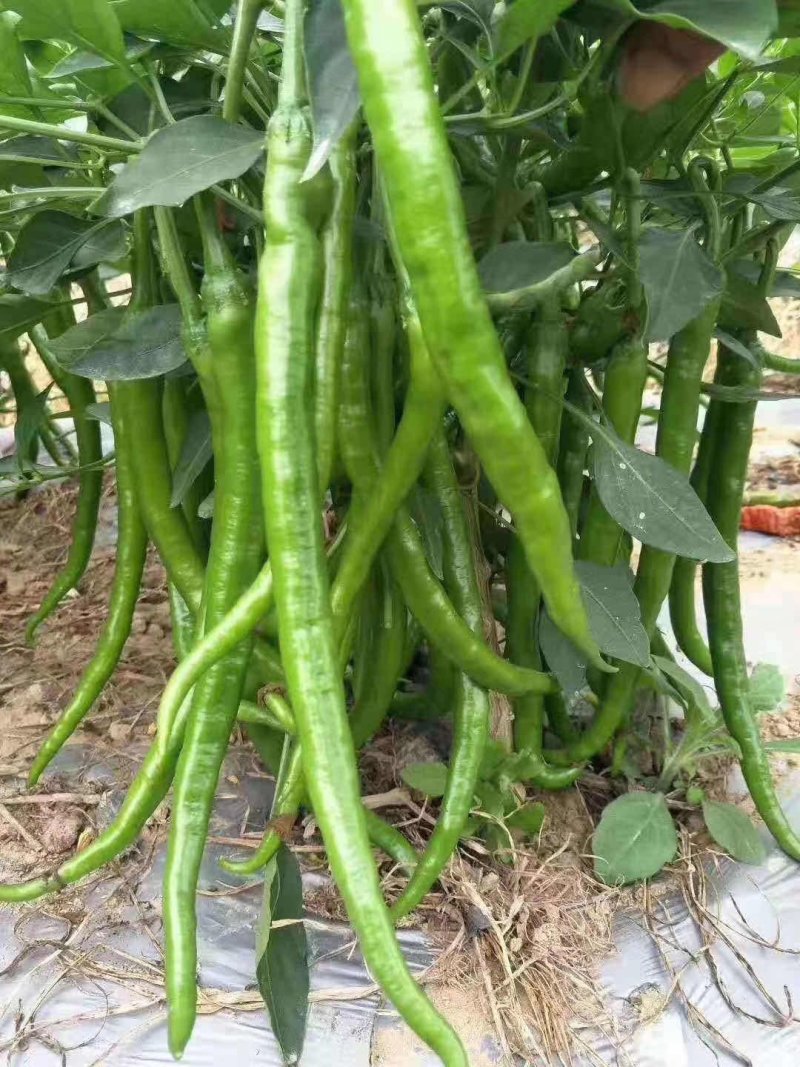 辣椒！2号8号螺线微辣，条型好！质量保证，价格优惠