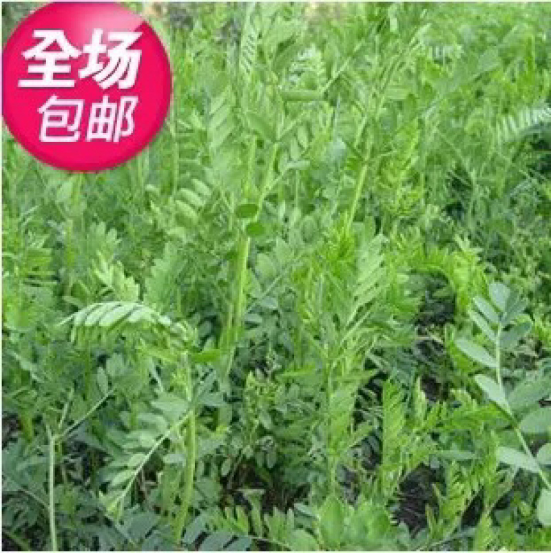 沙打旺种子多年生牧草种子防沙固土护坡绿肥耐盐碱草籽