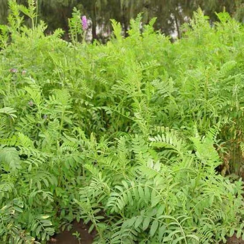 沙打旺种子多年生牧草种子防沙固土护坡绿肥耐盐碱草籽