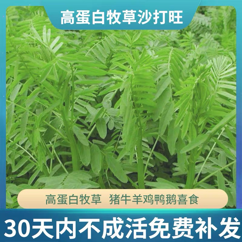 沙打旺种子多年生牧草种子防沙固土护坡绿肥耐盐碱草籽