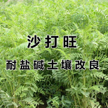 沙打旺种子多年生牧草种子防沙固土护坡绿肥耐盐碱草籽