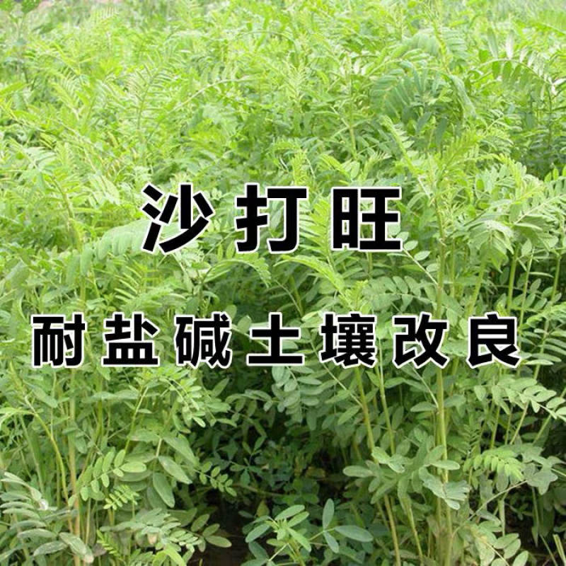 沙打旺种子多年生牧草种子防沙固土护坡绿肥耐盐碱草籽