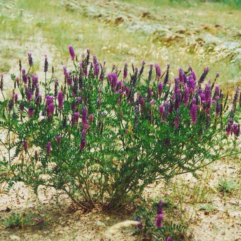 沙打旺种子多年生牧草种子防沙固土护坡绿肥耐盐碱草籽