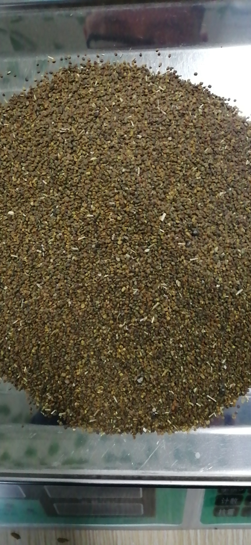 沙打旺种子多年生牧草种子防沙固土护坡绿肥耐盐碱草籽